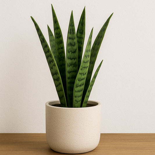 Evergreen Snake Plant in Ivory Ceramic Pot